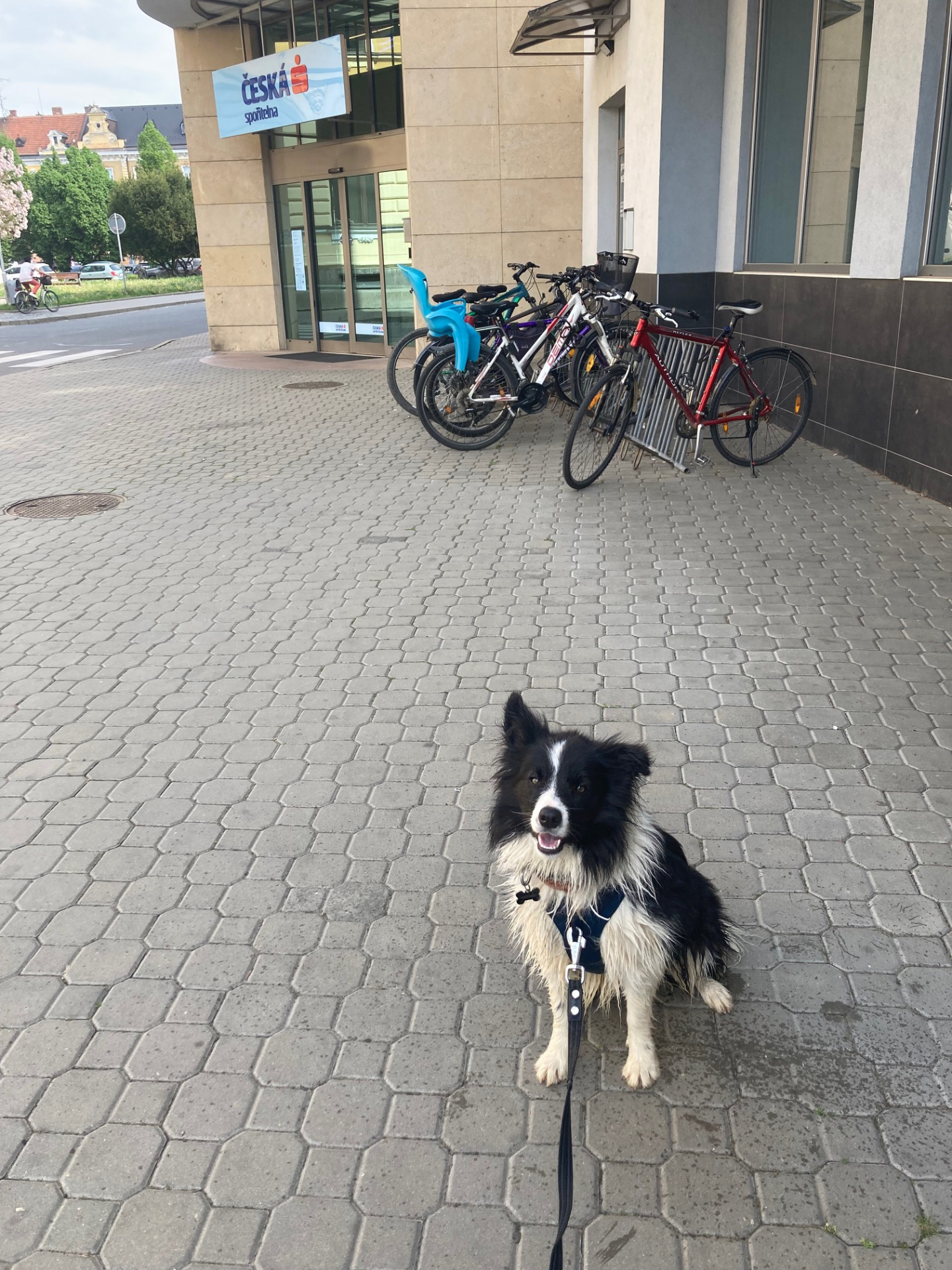 Vejna ve městě - v ruchu, s pozorností, s odložením a bez pasení jedoucích aut a kol